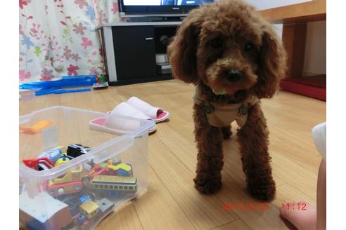 販売中のトイプードルの親犬